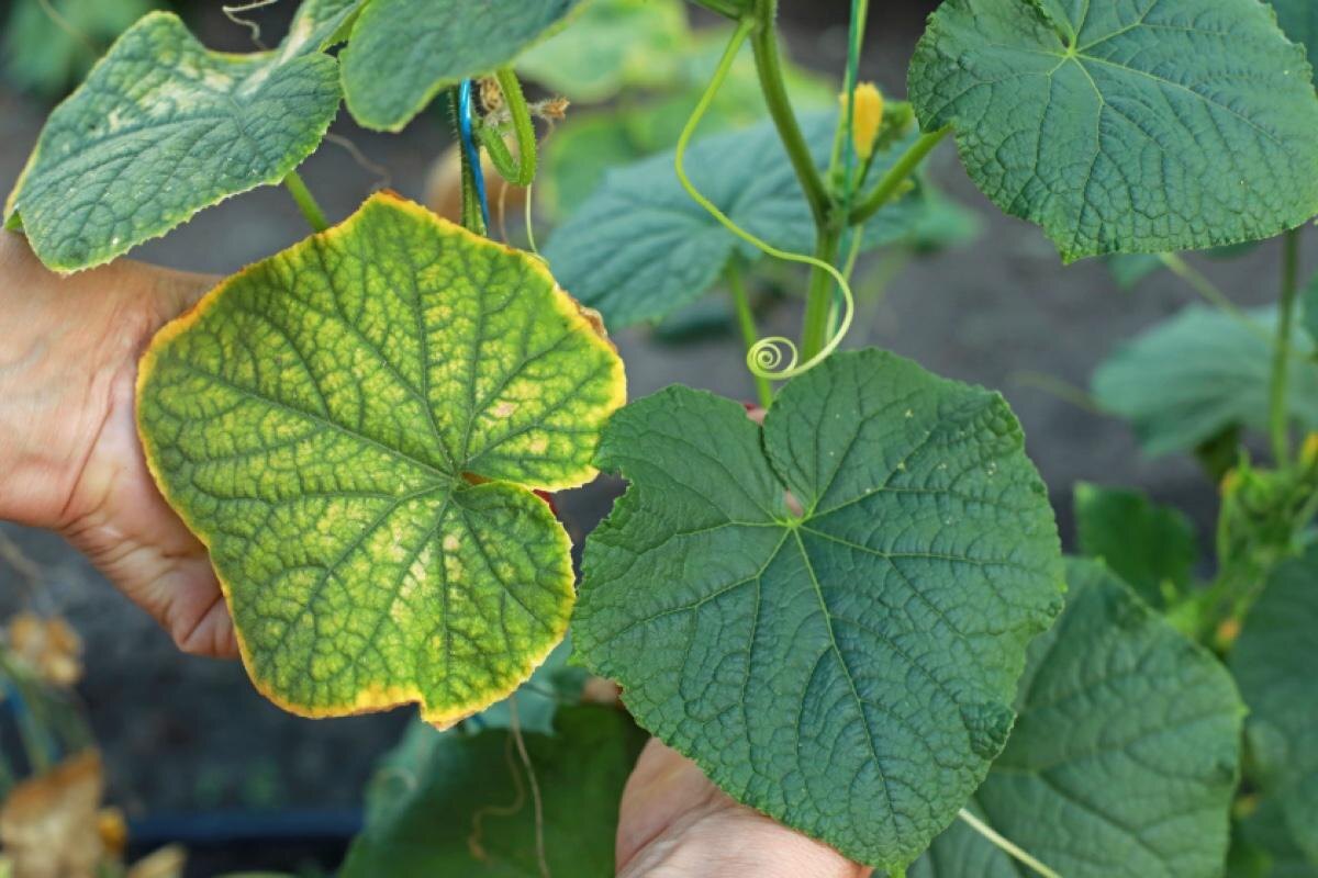 Emma Boiko / Shuttersock / FOTODOM📷При дефиците бора и калия желтеют завязи, а плоды становятся булавовидными, с раздутым, почти круглым основанием