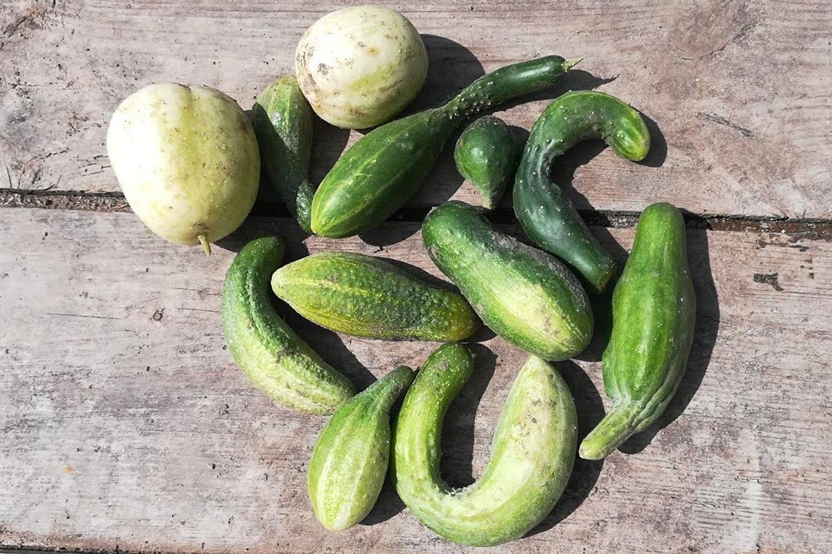 РусскихИван / YouTube📷При дефиците бора и калия желтеют завязи, а плоды становятся булавовидными, с раздутым, почти круглым основанием