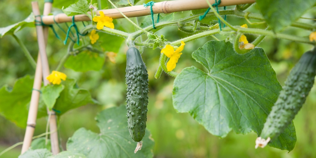 Желтеют и опадают завязи огурцов