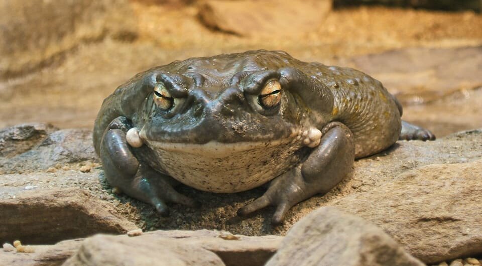   Wildfeuer / Wikimedia Commons / CC BY-SA 3.0