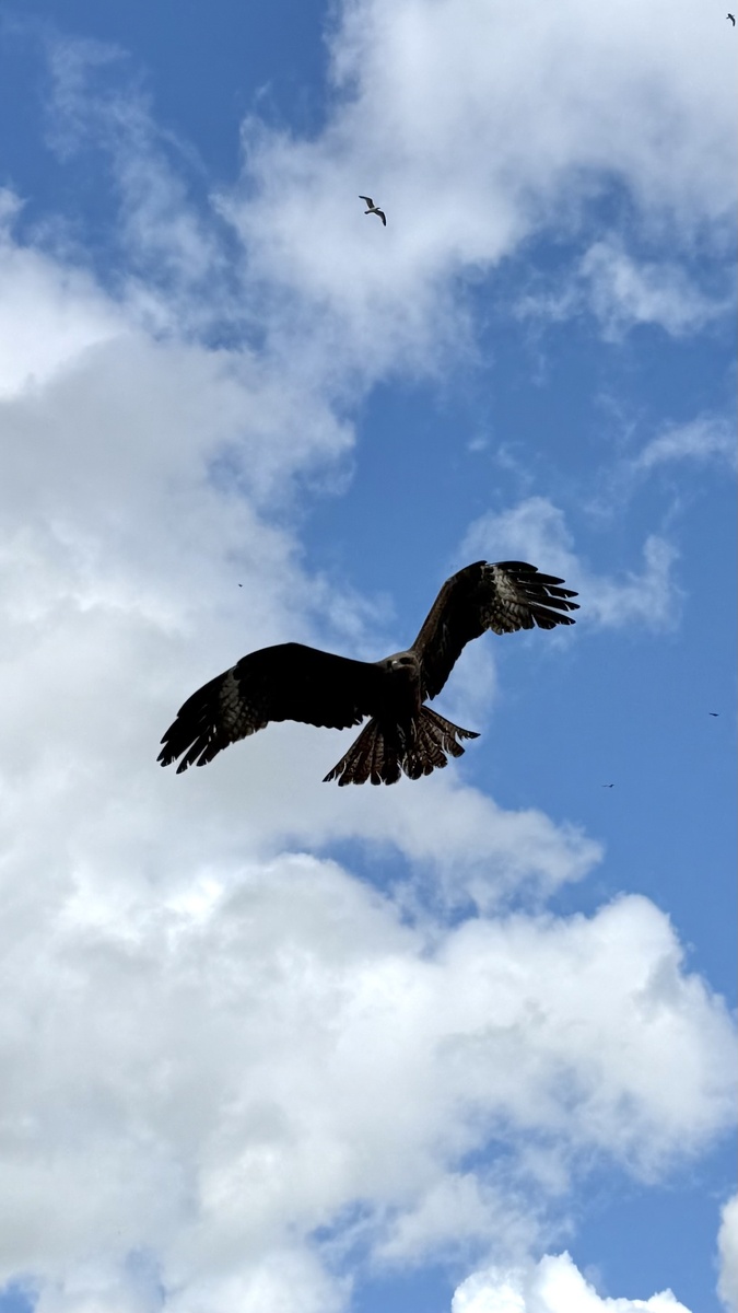 Просто гордый птиц, снятый мной на городской свалке