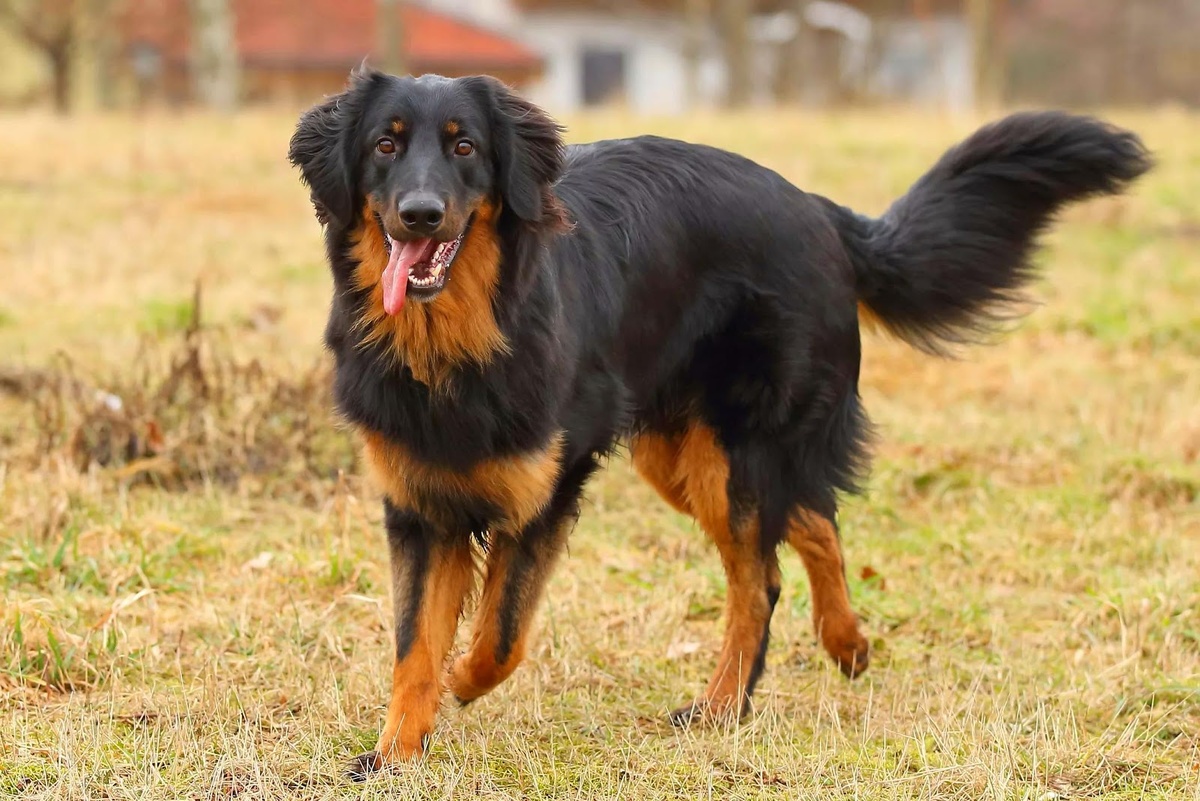 Это ховаварт.