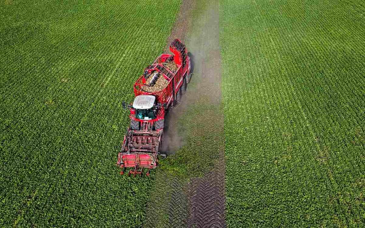    ГК «Продимекс» ожидает урожайность сахарной свеклы на уровне прошлых лет Фото – ГК «Продимекс»