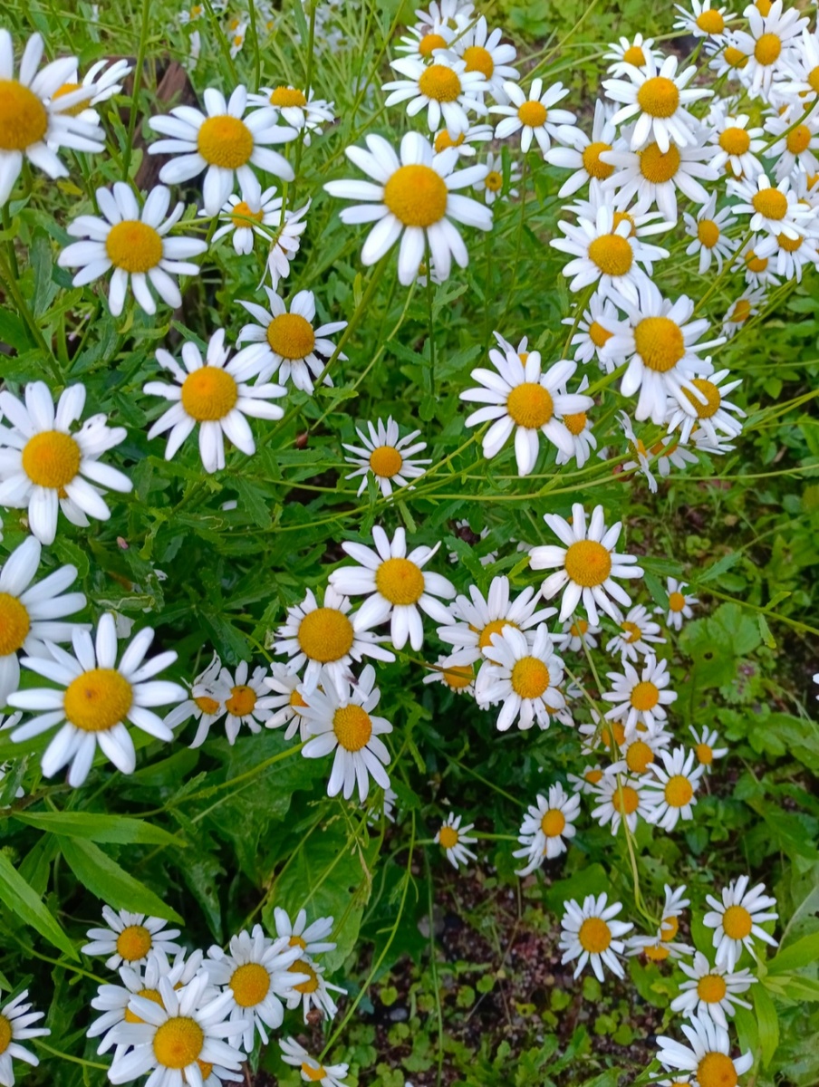 Фото украла у Ирины Анатольевны. Понравилась очень. 