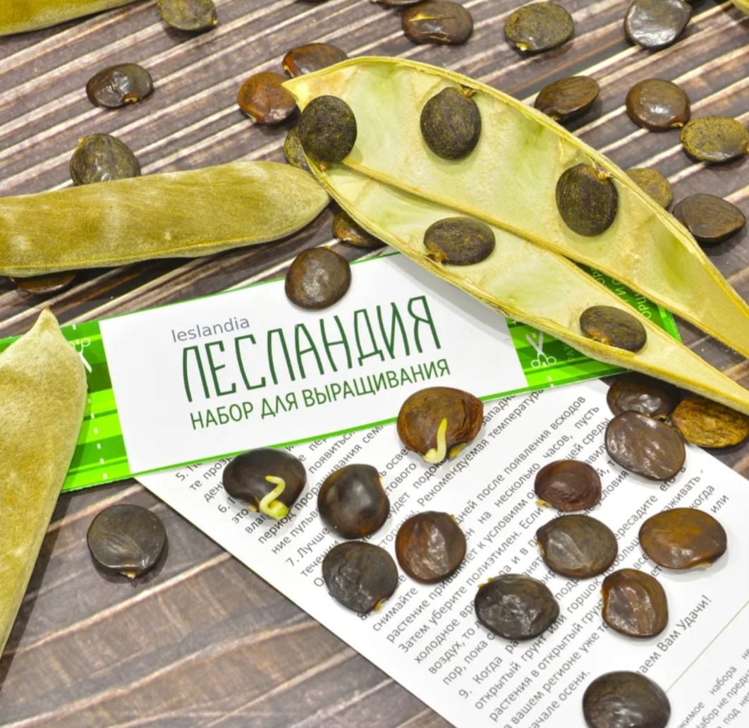 Свои семена я покупала на маркетплейсе, производитель Лесландия https://leslandia.ru/ 