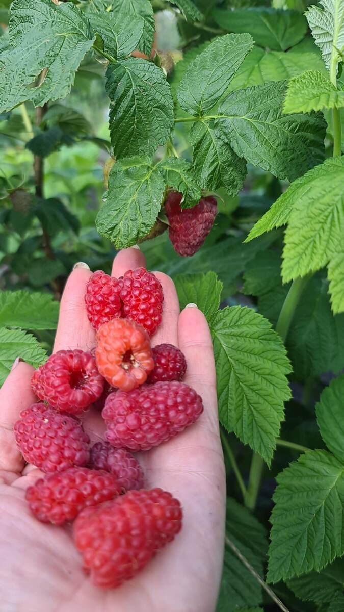 Запах лета в банке — это бесценно