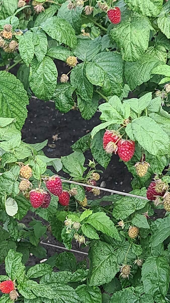 Ягоды, они как магнит. Сочные, спелые, буквально умоляют: «Собери нас! Сделай из нас джем!» И тут начинается самое интересное…