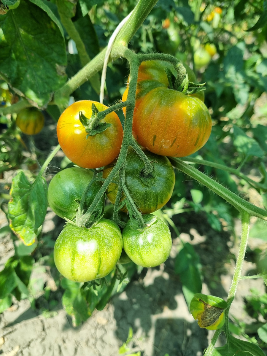 Завязей много, и хорошие,это да