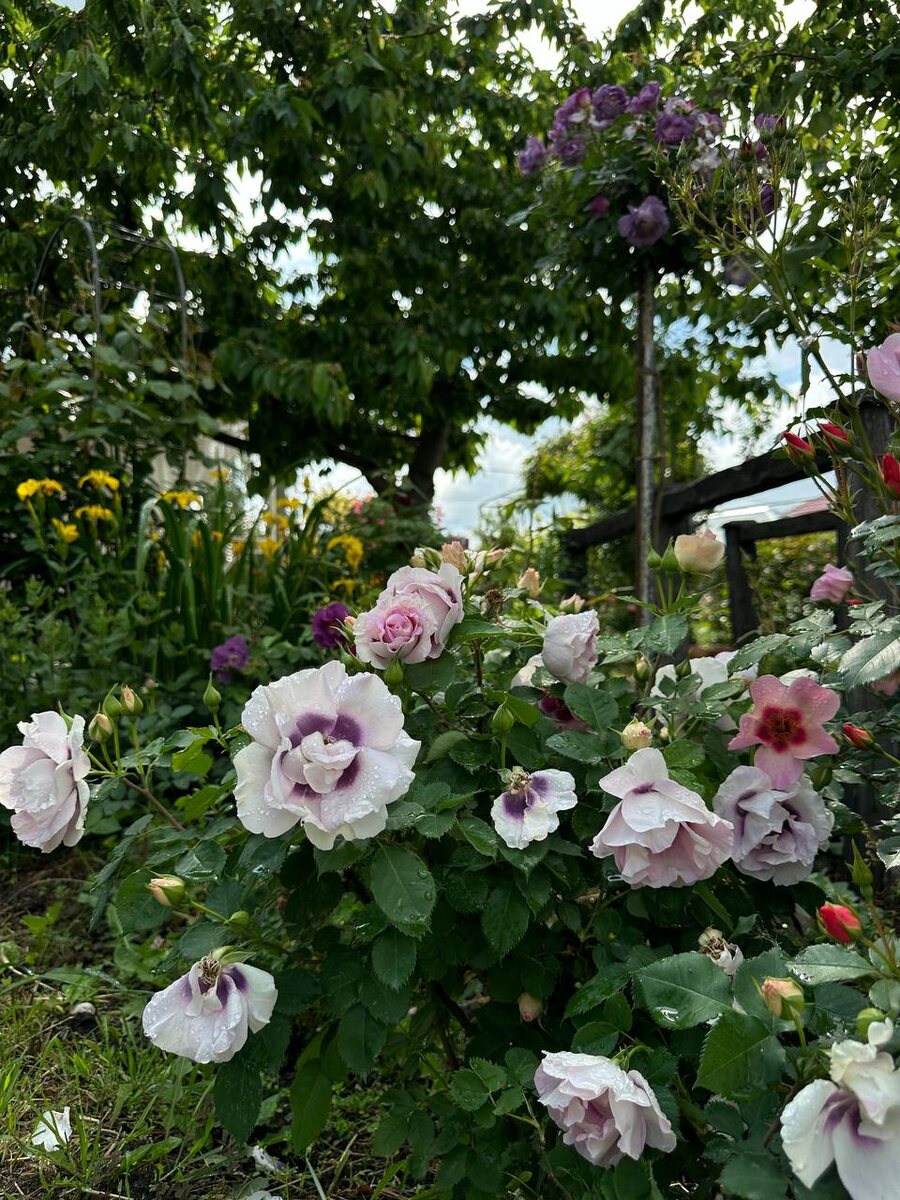 Гультемия Айз фо Ю