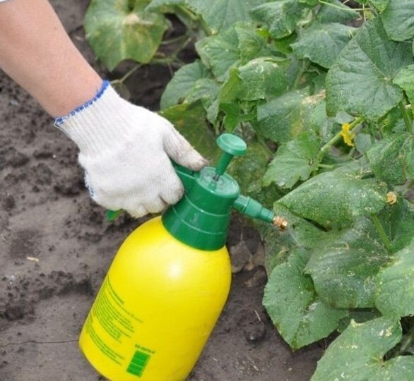Пятнистость на огурцах: как лечить болезнь