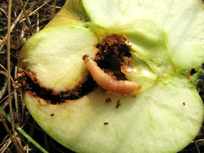 Плодожорка на яблоне: как бороться и не остаться без урожая