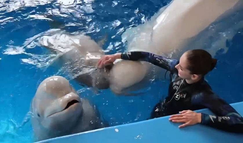    Источник фото: primocean.ru