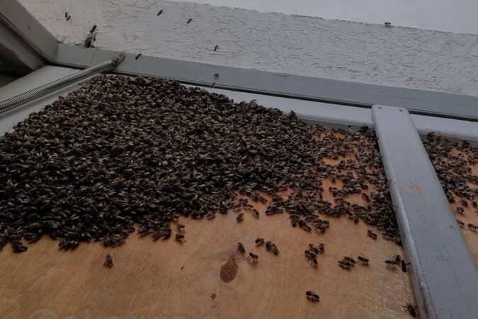    Фото: Новосибирский паблик