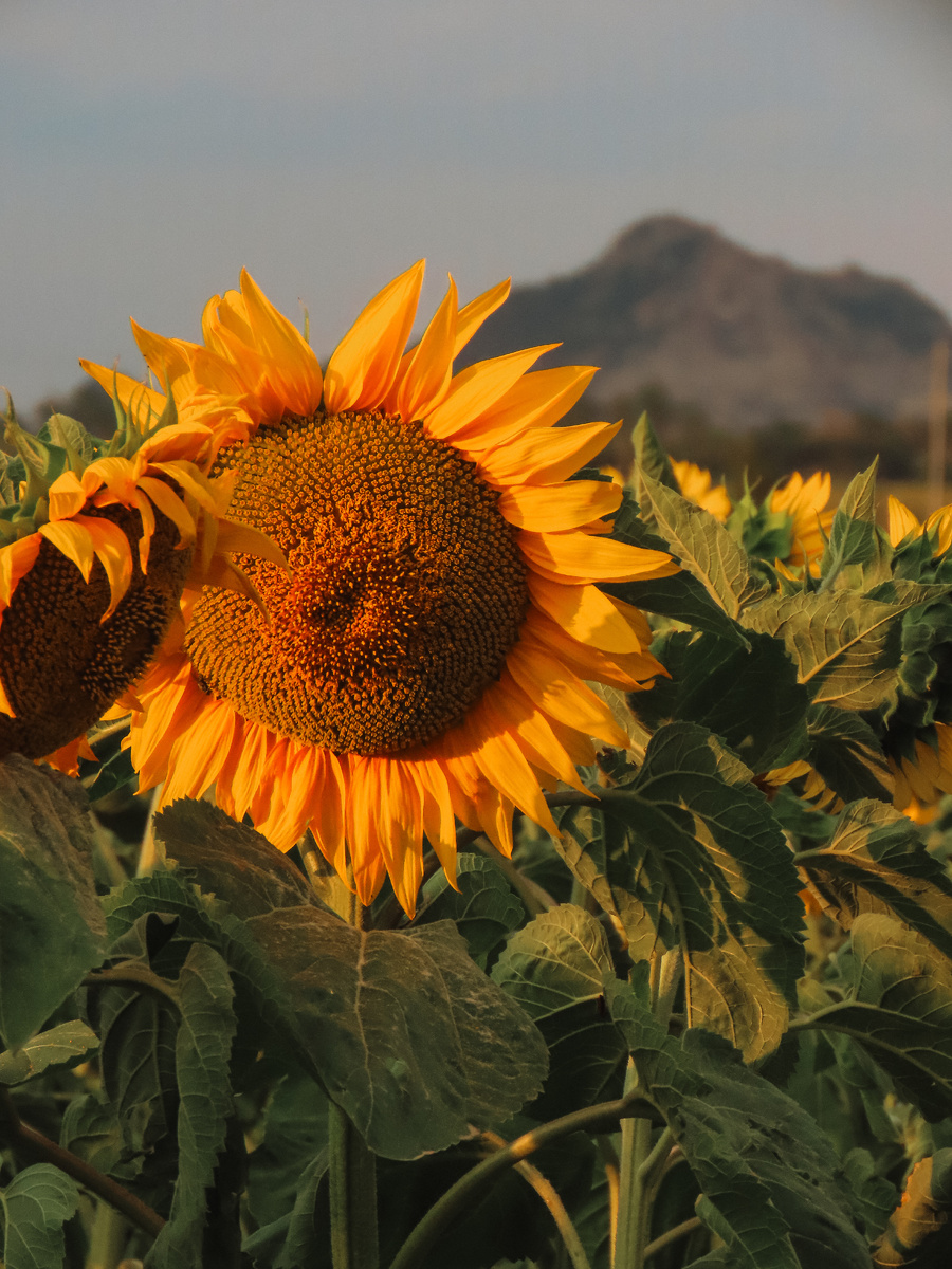 Мне кажется, как будто он приветственно машет нам рукой (июль 2025 года)
