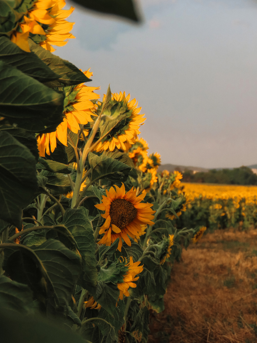 Поля подсолнуха на Золотушке (июль 2025 года)
