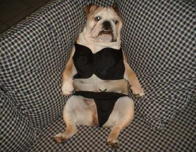 Они точно подглядывали за нами: 15 фото животных с "человеческими" замашками