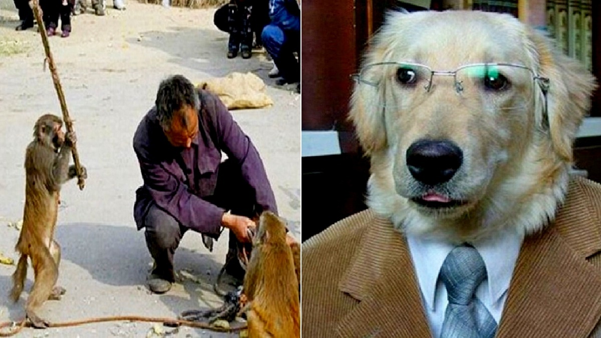 Они точно подглядывали за нами: 15 фото животных с "человеческими" замашками