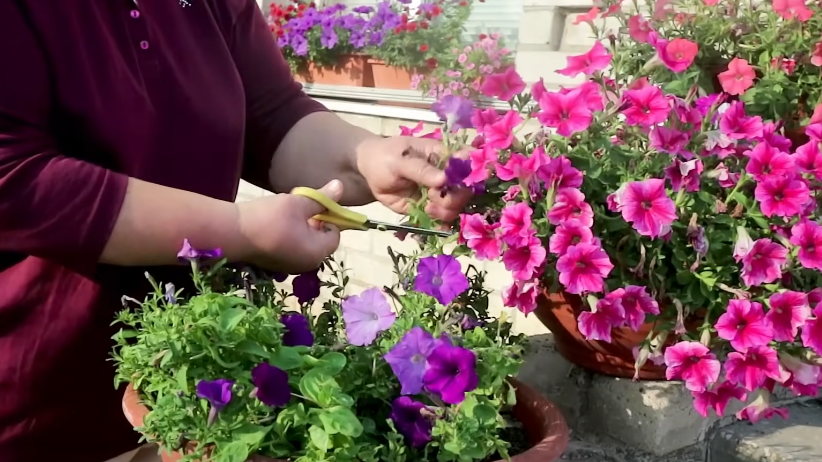 Обрезаю петунии ножницами вместо прищипывания руками. Бутонов появляется в 4 раза больше