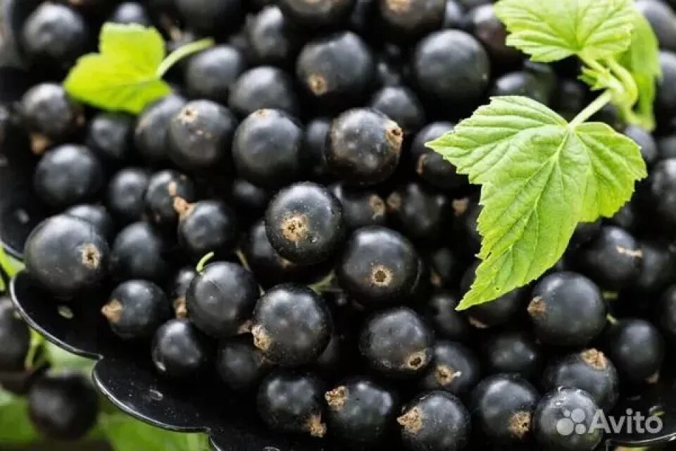    Ягоды продают в Барнауле. Источник: avito.ru