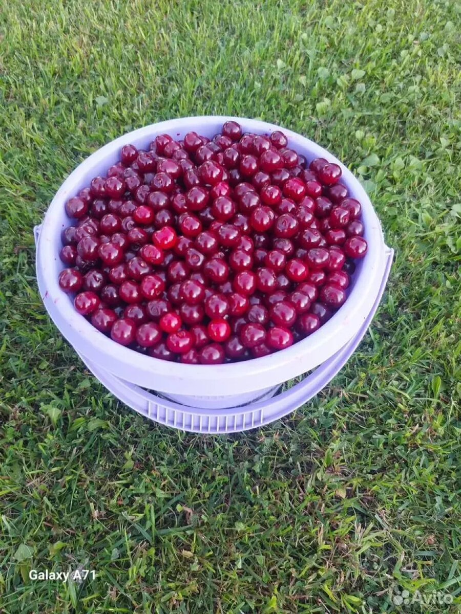    Ягоды продают в Барнауле. Источник: avito.ru