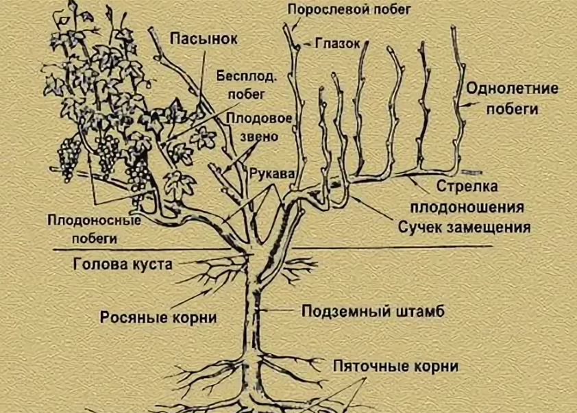 здесь содержатся термины, о которых будет идти речь в статье. 