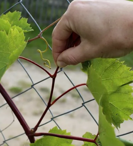 Виноград в июле: прищипка и пасынкование без вреда для урожая
