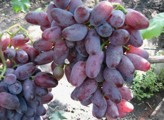 Сорт Байконур