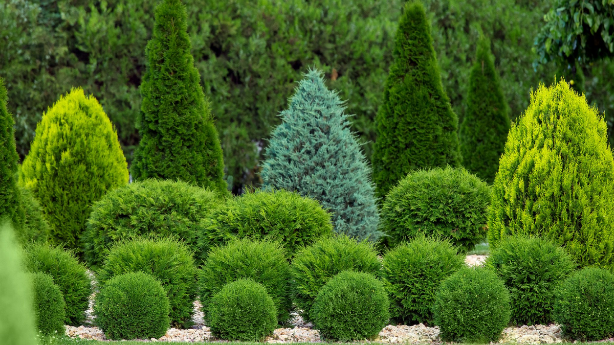 Стрижка туи: что важно знать