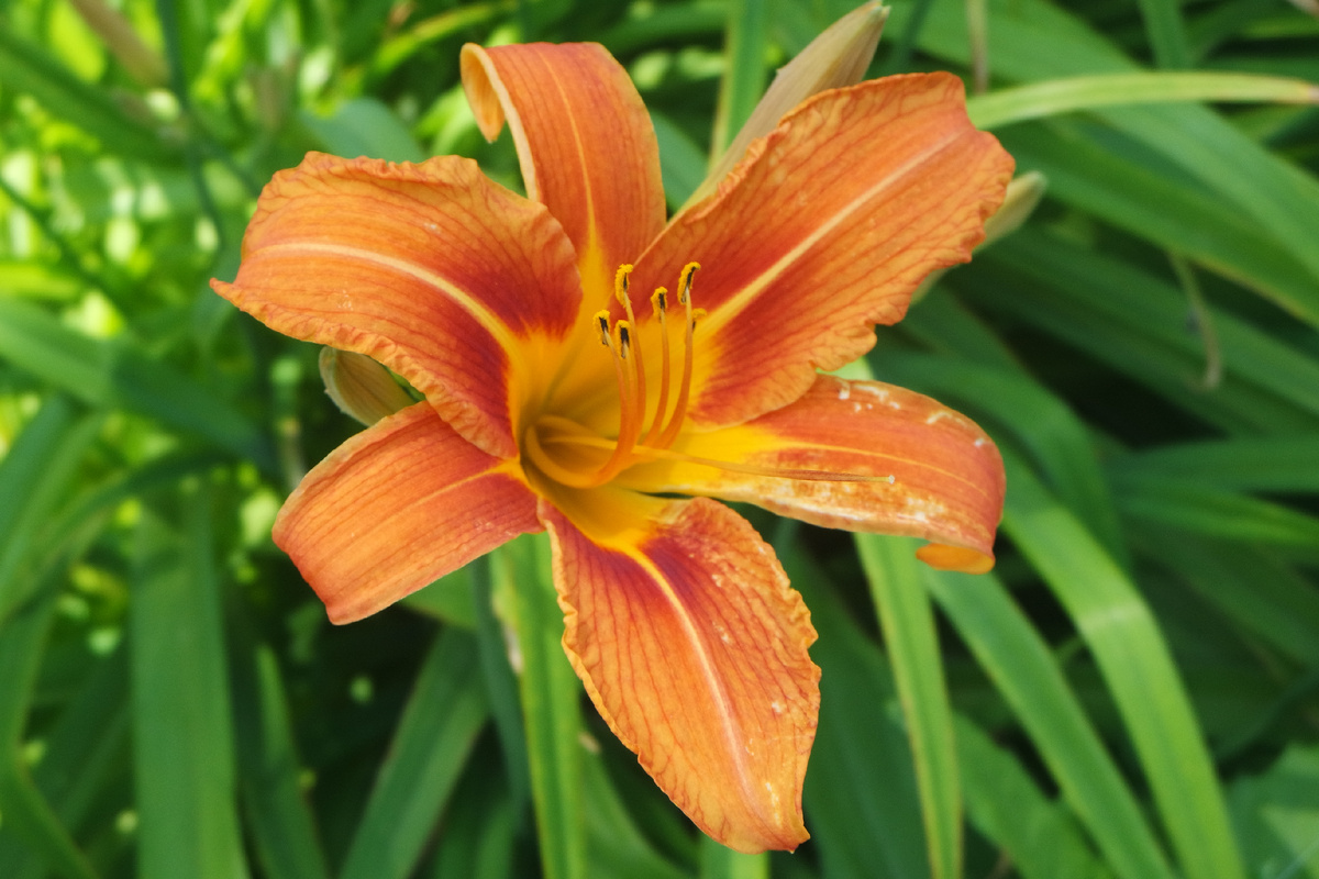 воплощение июля!..