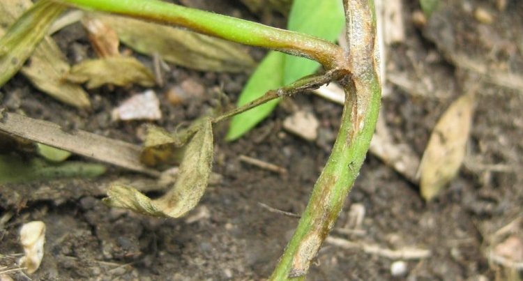   Фото: Saskatchewan Pulse Growers