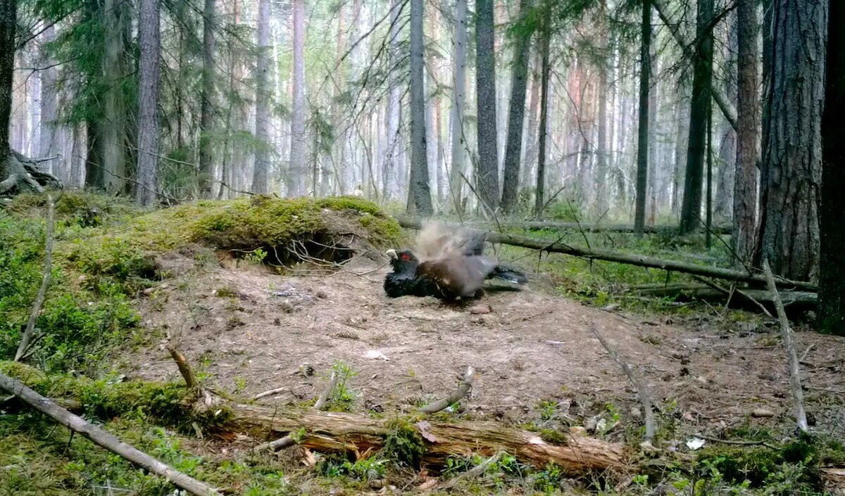    Фото: телеграм-канал Павла Глазкова «Каждой твари по паре»