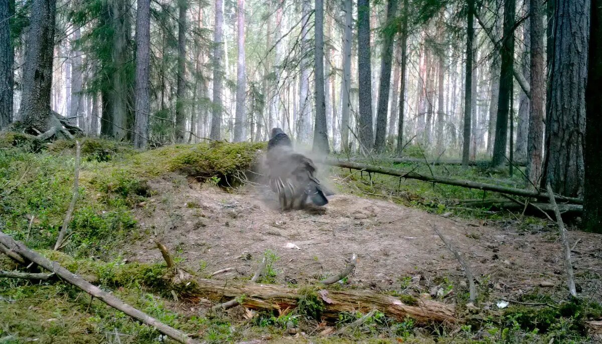    Фото: телеграм-канал Павла Глазкова «Каждой твари по паре»