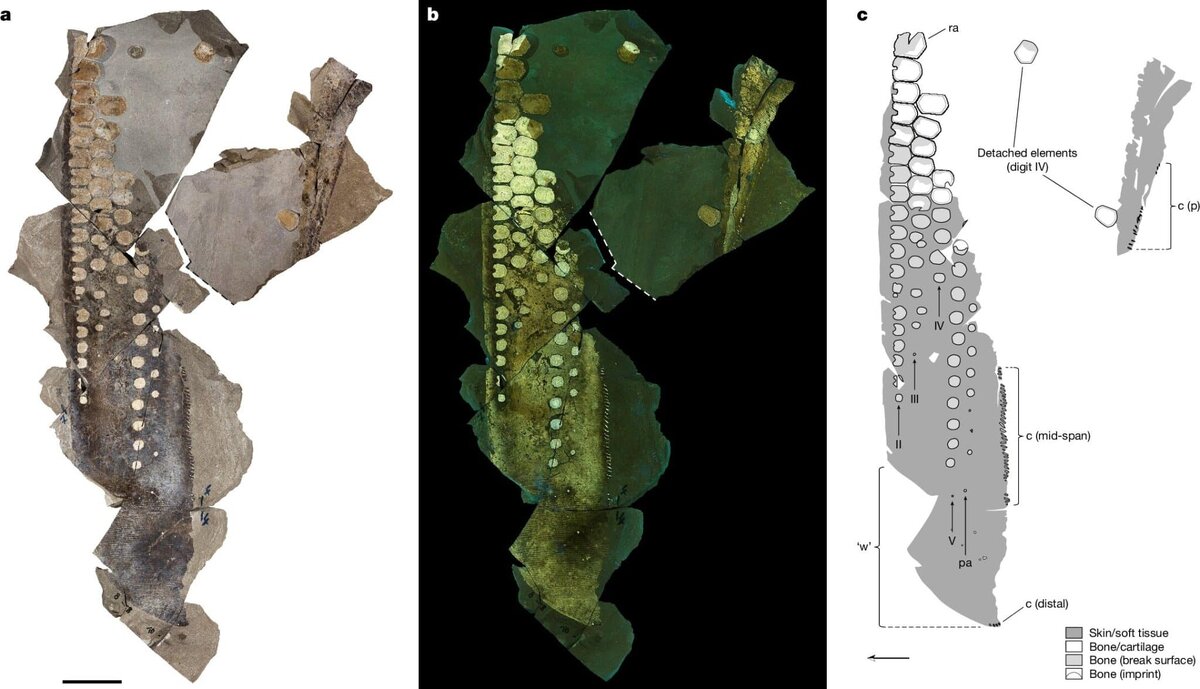    Передний плавник темнодонтозавра с мягкими тканями. / © Nature (2025).