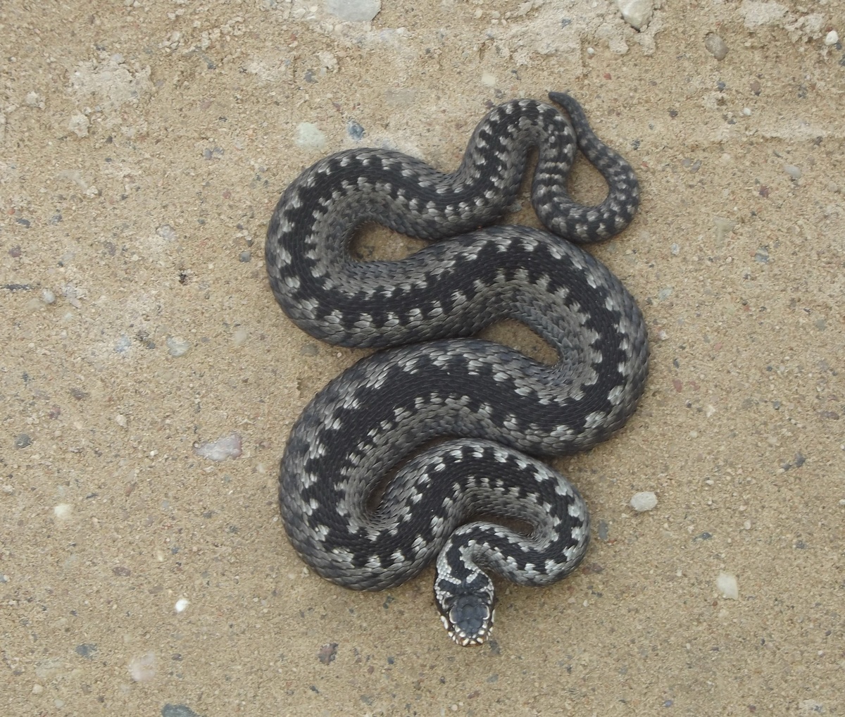 Гадюка обыкновенная, взрослая, фото июль 2016