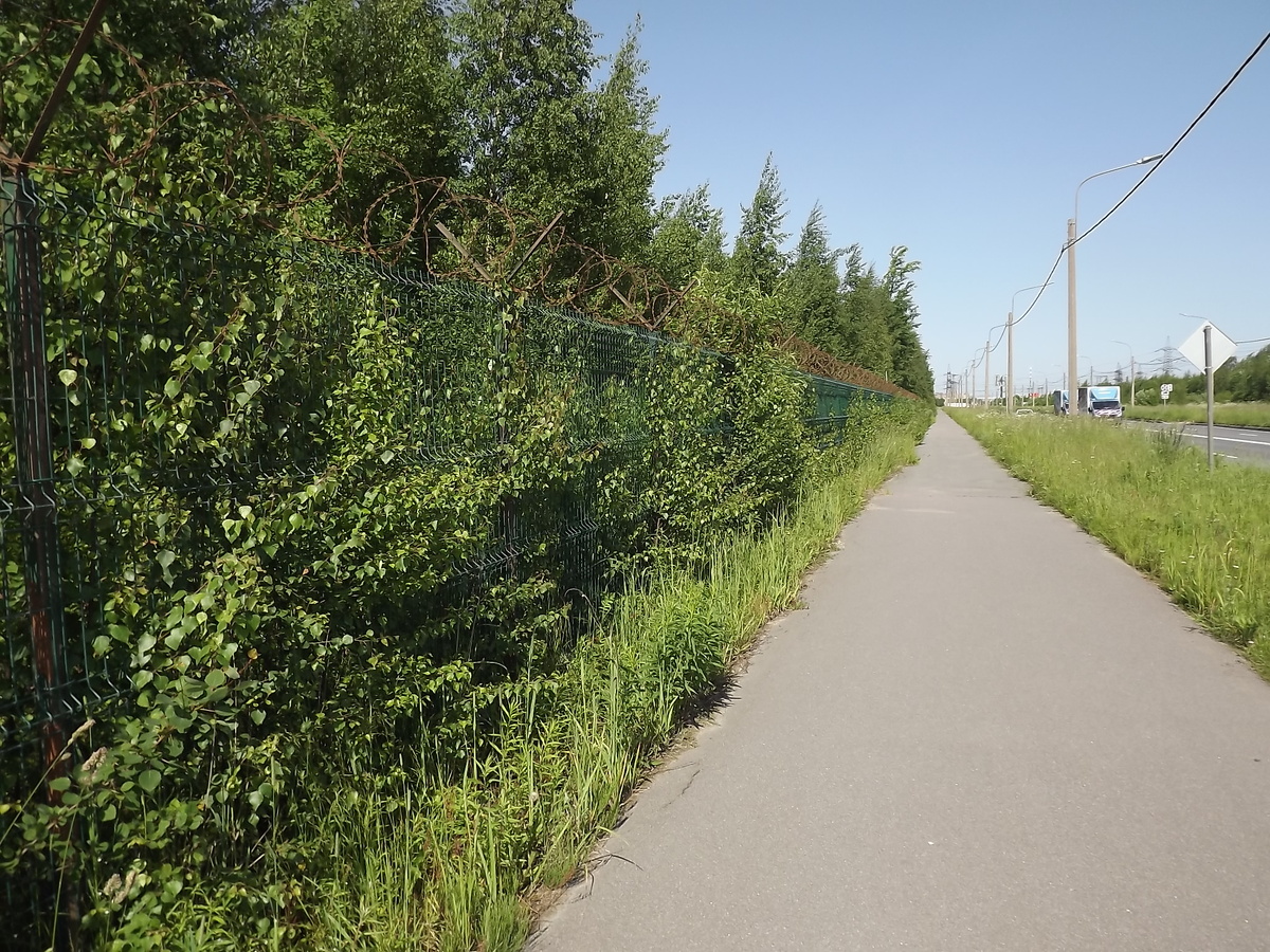 Забор и гадюки в галерее, 15.06.25