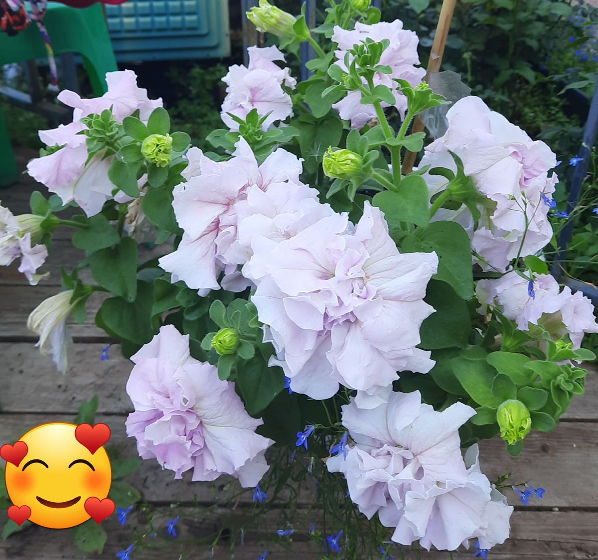 Да, это реально огромные петунии