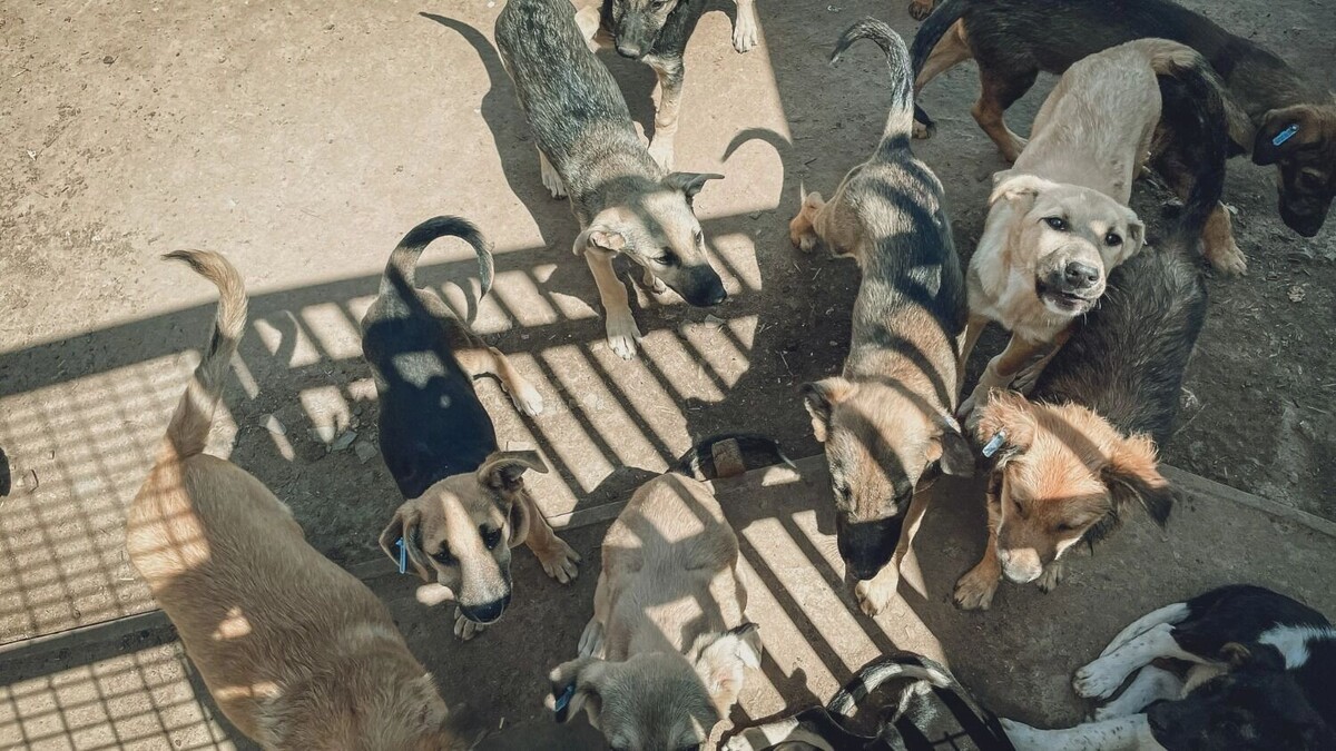     Источник: novostivolgograda.ru