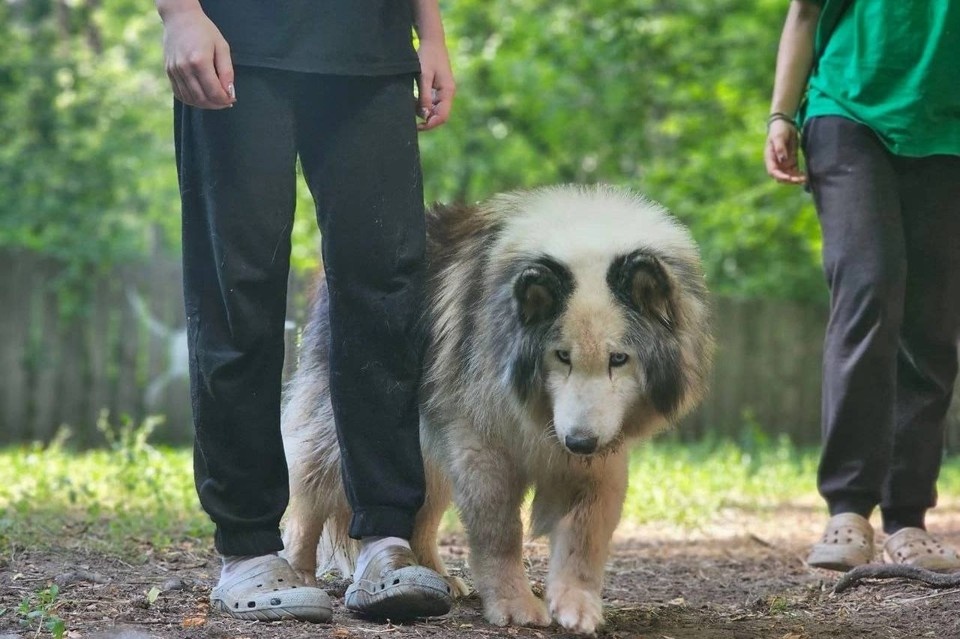    Хаски по кличке Айя прожила 16 лет. Фото: Деревня ездовых собак «Серебро Севера»