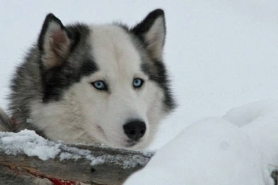    Айя стала первой хаски питомника, с ее уходом закончилась целая эпоха. Фото: Деревня ездовых собак «Серебро Севера»