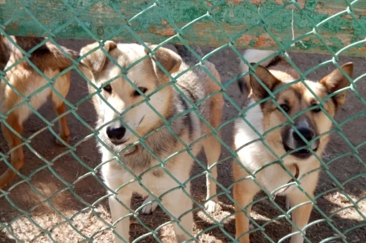    На новом ресурсе любой свердловчанин сможет найти себе друга среди животных, оставшихся без хозяев.