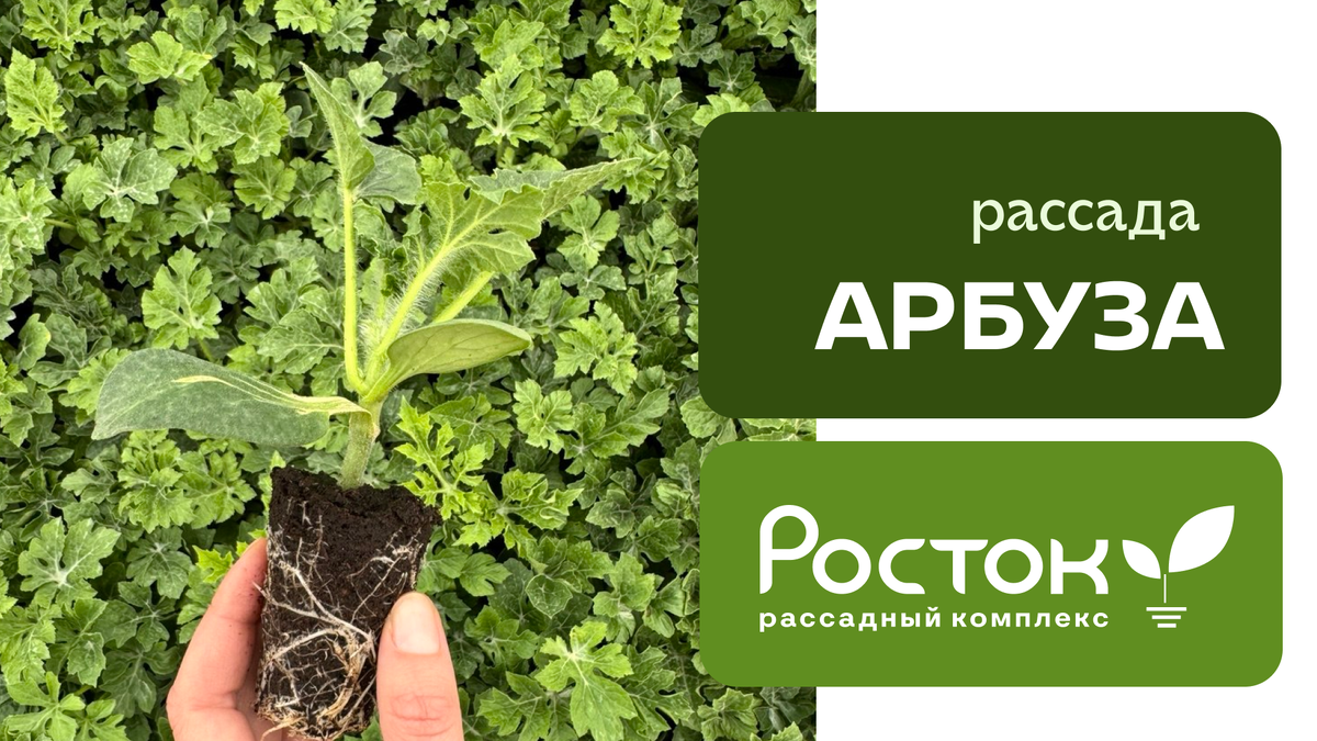рассада арбуза в теплицах РК Росток
