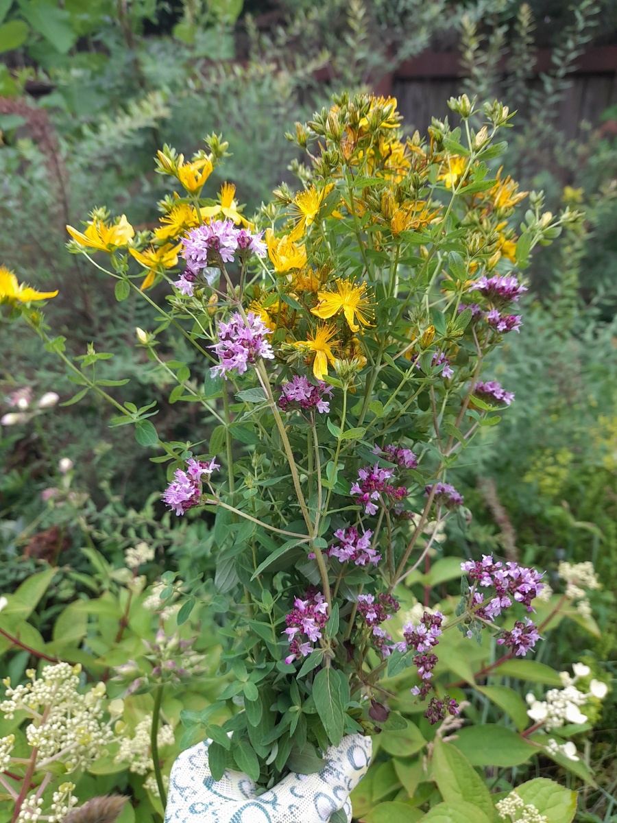 Душица и зверобой