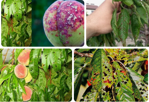 Деревья #персиков нуждаются в своевременной защите от #болезней. В этом видео я покажу, проявление болезней на #персике. Мы разберемся, как защитить персики от болезней, а также обсудим эффективность обработки #персика в разное время года. Всем приятного просмотра.