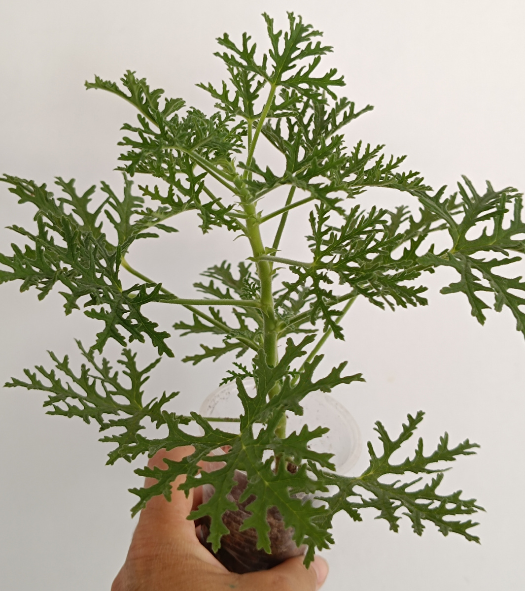 Пеларгония P radens. Такая вот "морковочка" 🤣🥕