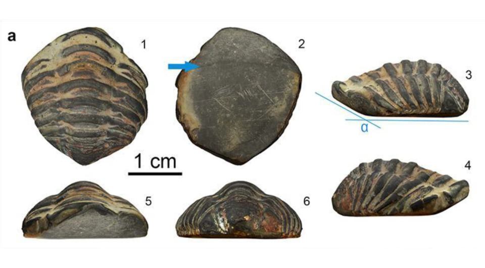 Найденные остатки трилобита / Adolfo Fernandez-Fernandez et al. / Archaeological and Anthropological Sciences, 2025
