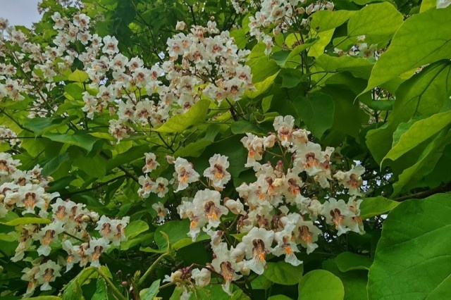   Фото: телеграм-канал Ботанического сада