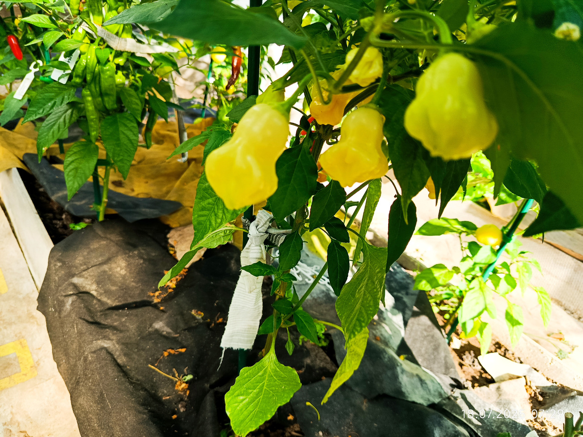 Высота кустика около 40-50 см