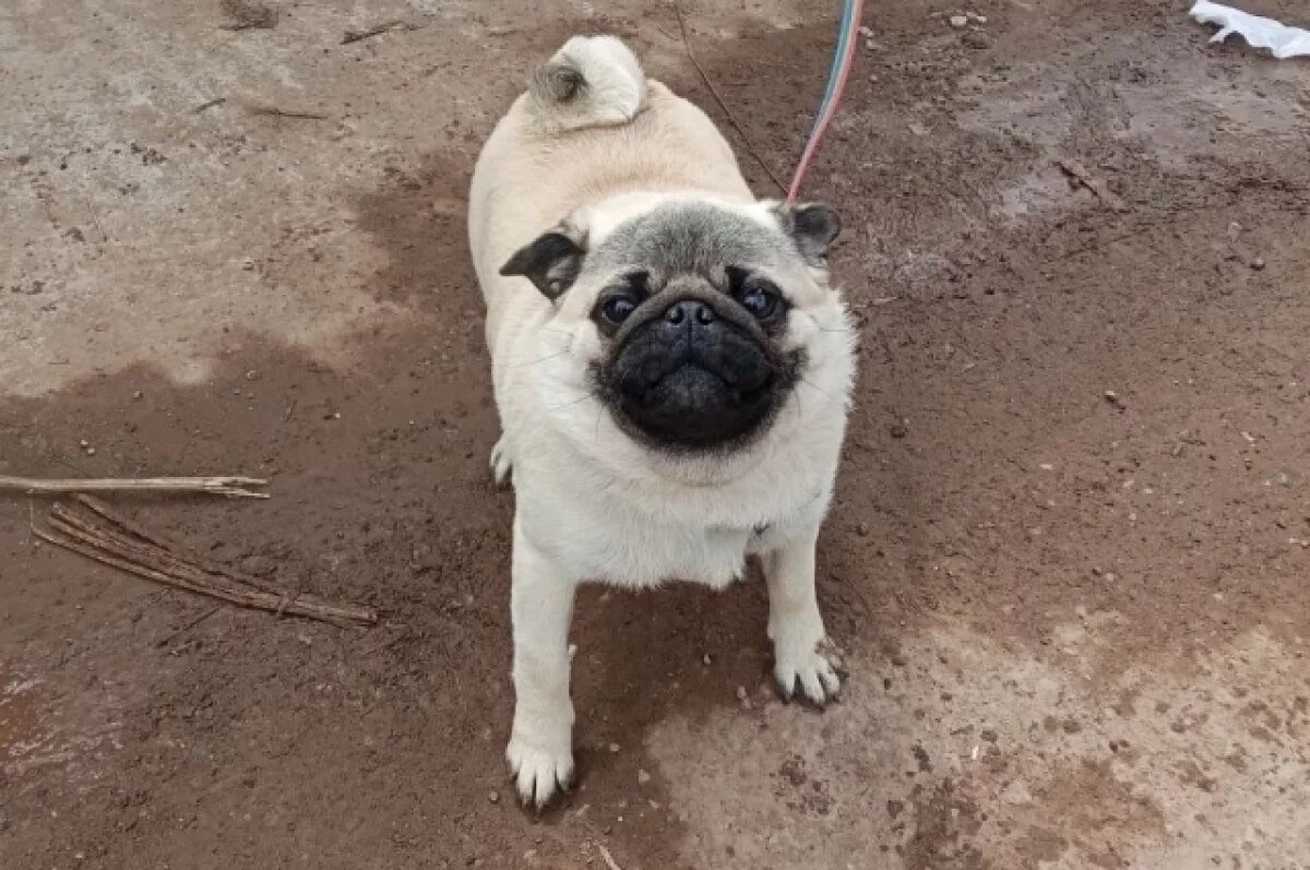    В деревне под Пермью спасли мопса, брошенного у мусорных баков