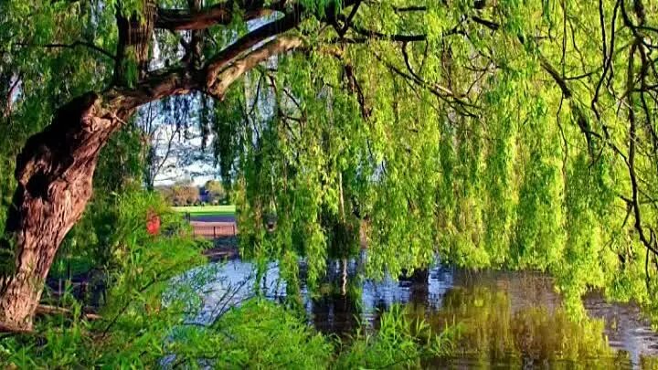 картинка из интернета