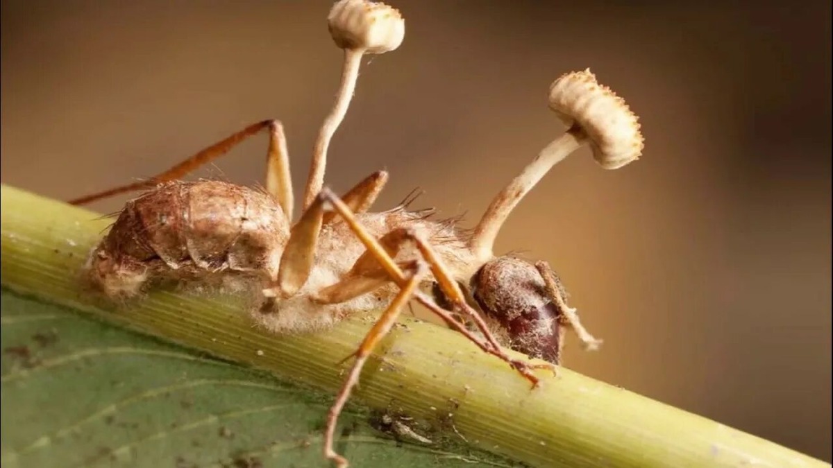 Гриб Ophiocordyceps unilateralis. На снимке он паразитирует на теле муравья вида Camponotus leonardi ( муравьи - плотники ).